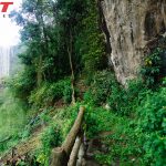 Bai Dai Waterfall trees