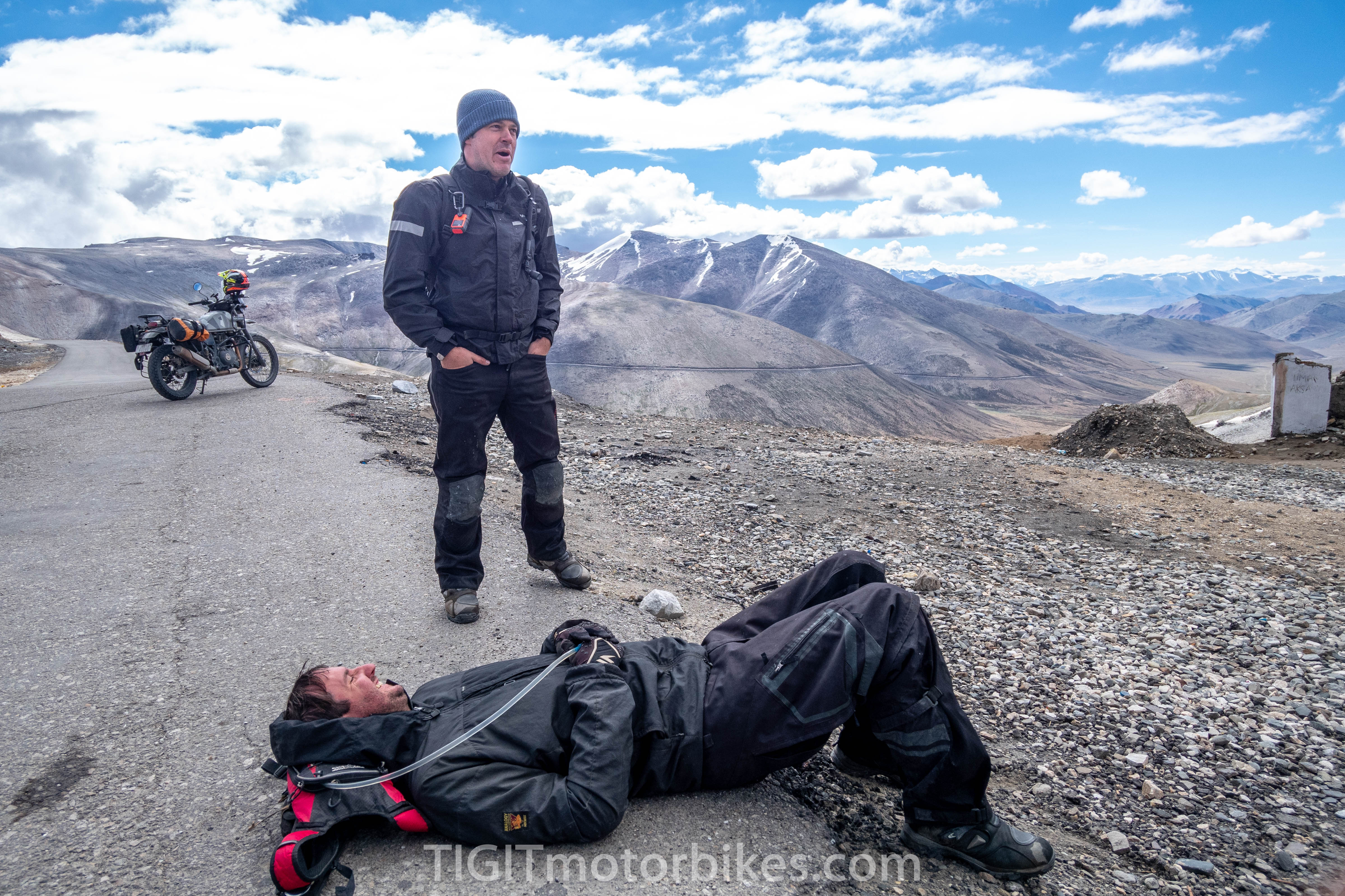 High Altitude Himalayans