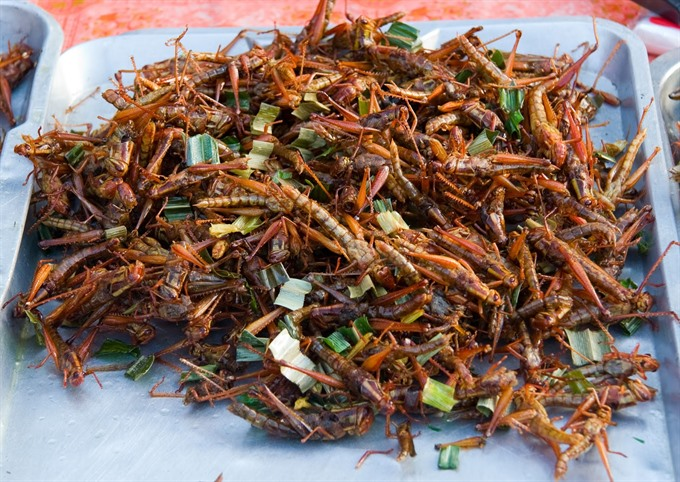 Fried insects