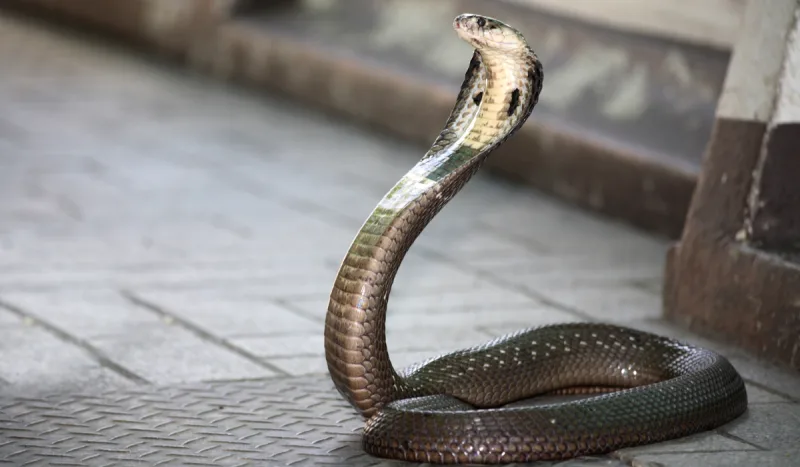 Cobra snake Cobra snake