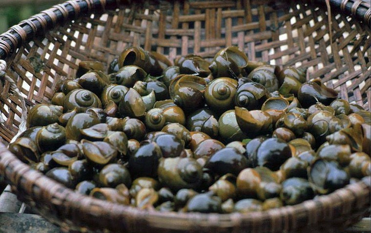 Snails in a basket