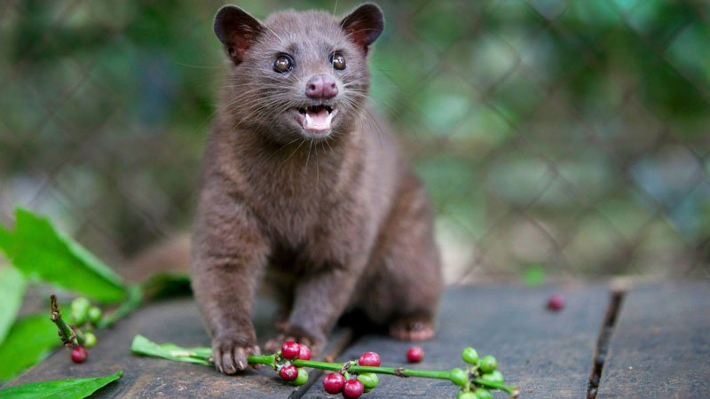 Weasel and coffee beans