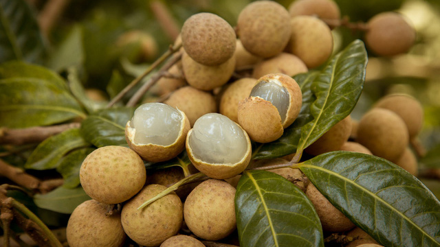 Longan Longan