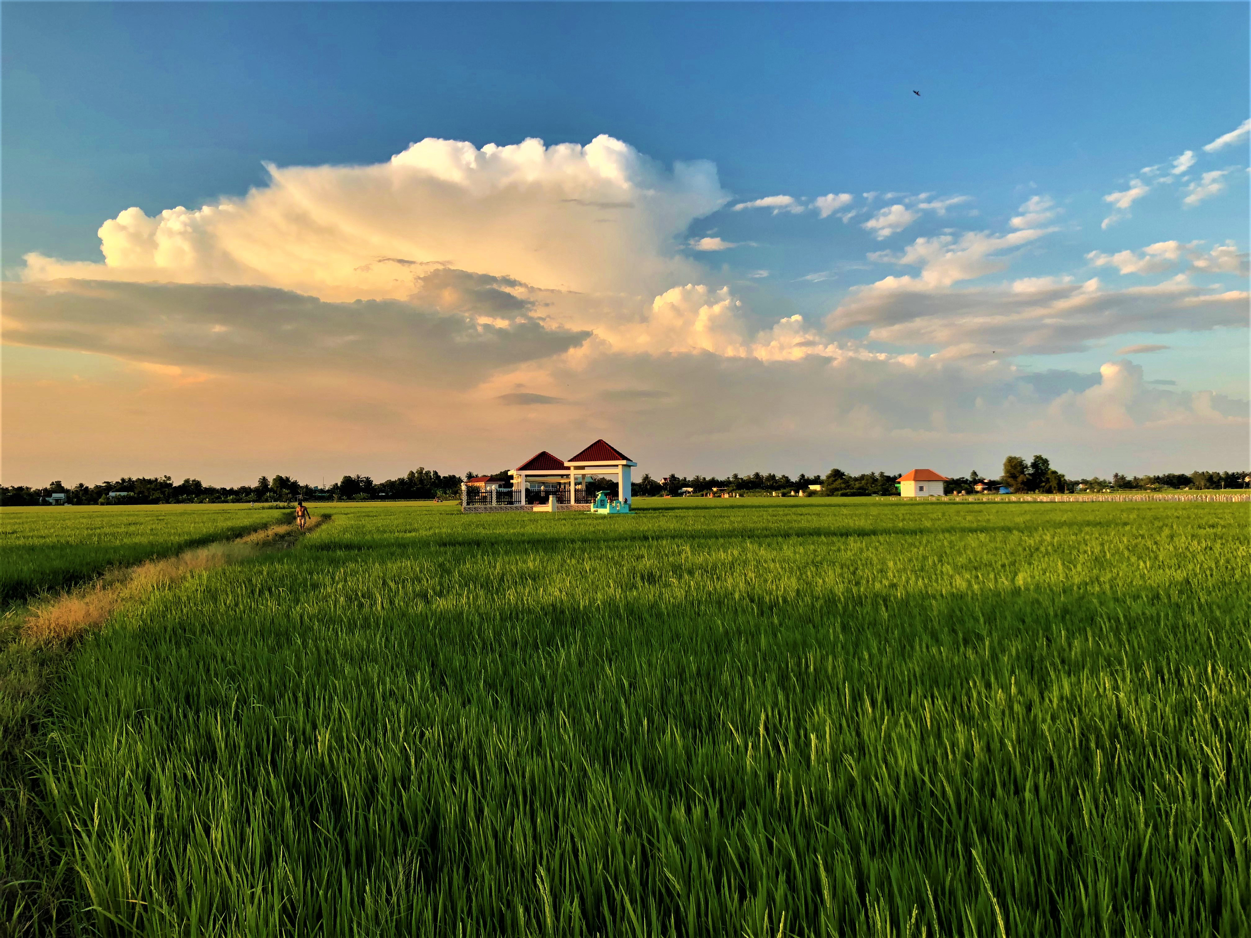 Mekong Delta rice fields at sunset The Mekong Delta