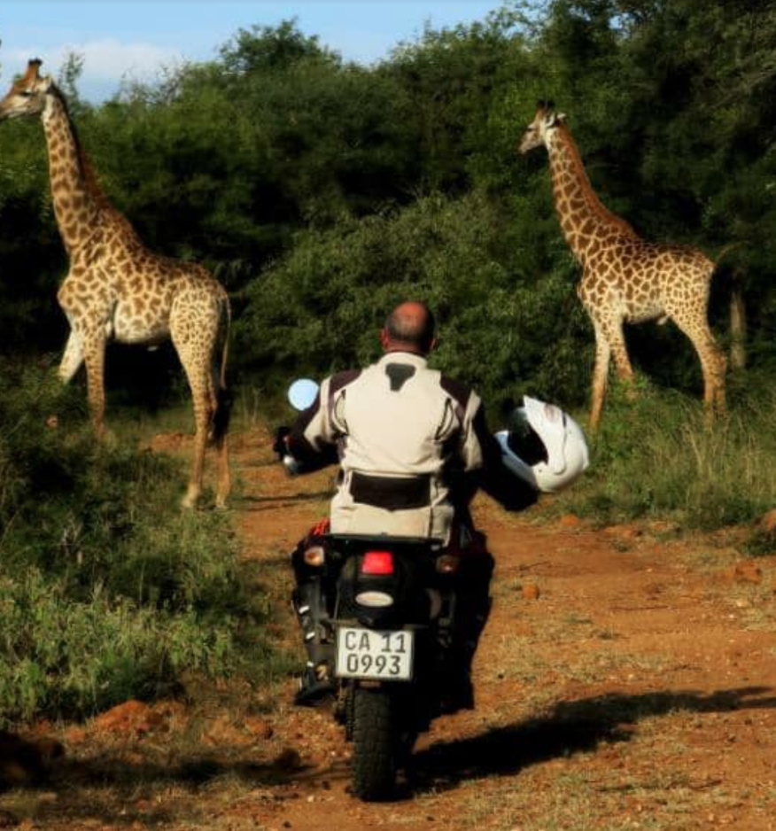 South Africa Giraffe 