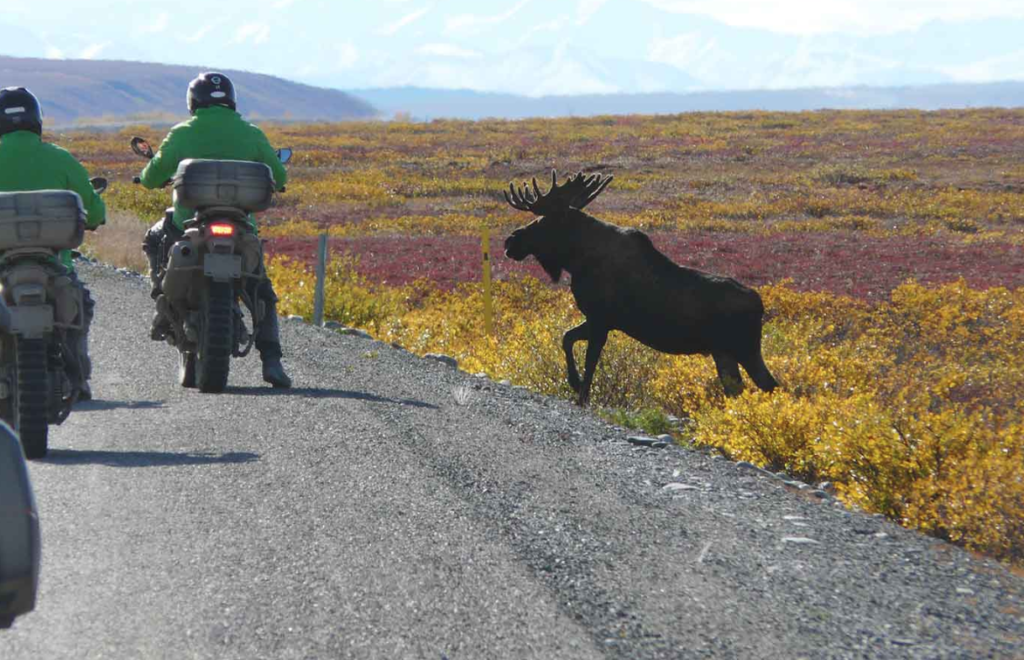 Alaska Moose